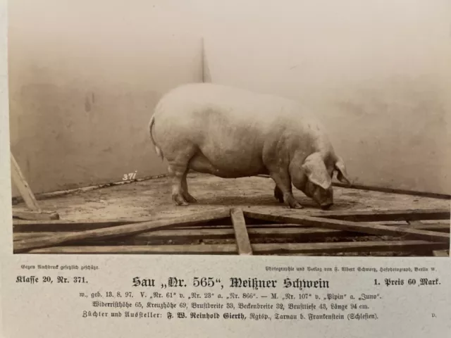 Uraltes Albumin Foto Meißner Sau signiert 1Preis 1898 Berliner Fotograf Schwartz