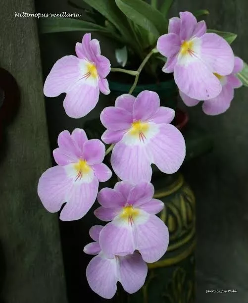 Species Orchid - Miltoniopsis vexillaria