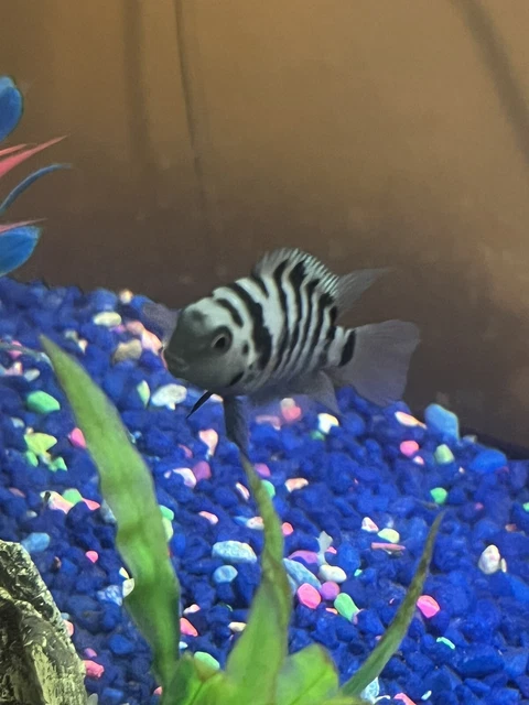 Baby Cichlid live fish For Sale 2