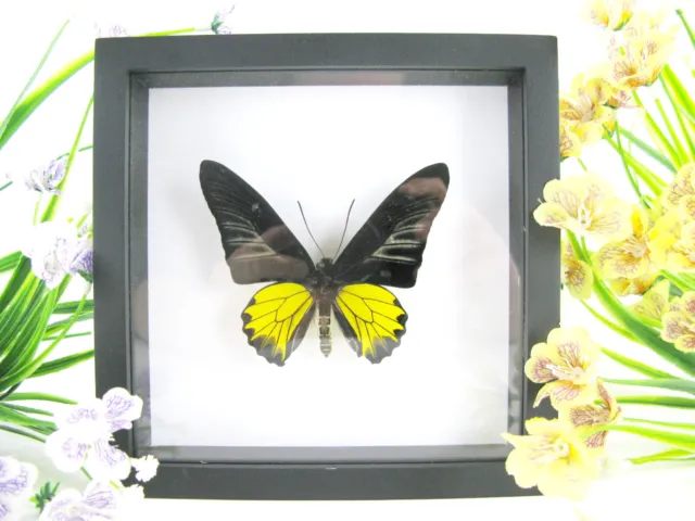 Birdwing m. - beau papillon réel, conservé dans la vitrine 3D - qualité musée