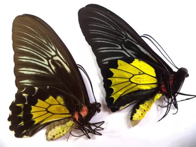 Unmounted Butterflies/Ornithoptera T Rhadamanthus , No 6 , Pair.