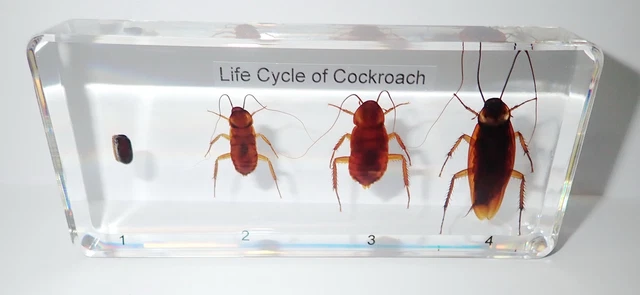 AMERICAN COCKROACH PERIPLANETA americana specimen Life Cycle Set Clear ...