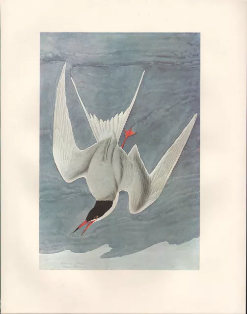 Vintage John James Audubon Bird Print ~ Common Tern