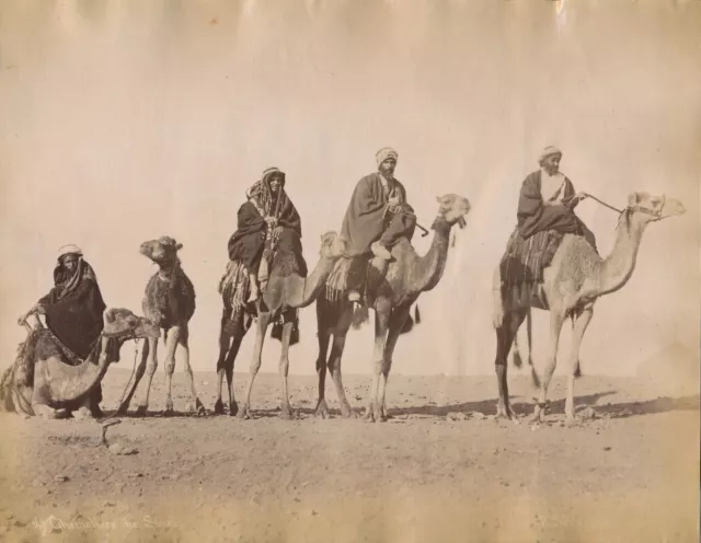 Egypte Sinaï chamelier Pascal Sebah albumine albumen c. 1870-1880 photo