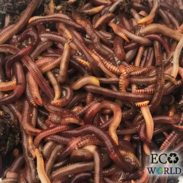 Tiger Worms Live, Small/Medium/Mixed- Composting/Fishing/Reptile Food