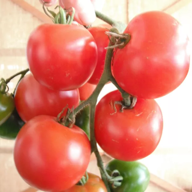 20 graines de tomates Stupice issues de mon jardin potager 100% bio Sarthois