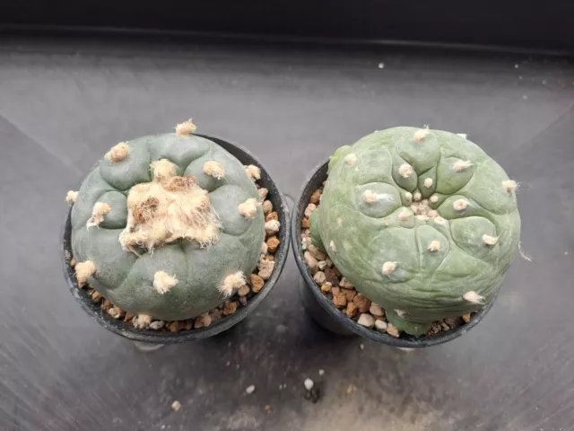Cactus 2xastrophytum Lopwill! cacti Kakteen Seedling! 2 Pot 7,5cm Seedling