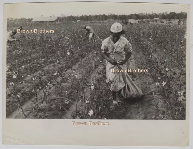 Vintage 1930s Black Sharecroppers Work in Arkansas Cotton Fields Photos (2) Vintage 1930s Black Sharecroppers Work in Arkansas Cotton Fields Photos (2)