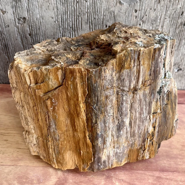 9.8 LB SO UTAH Raw Rough PETRIFIED FOSSIL WOOD Log 8” TWO PROMINENT WOOD RINGS