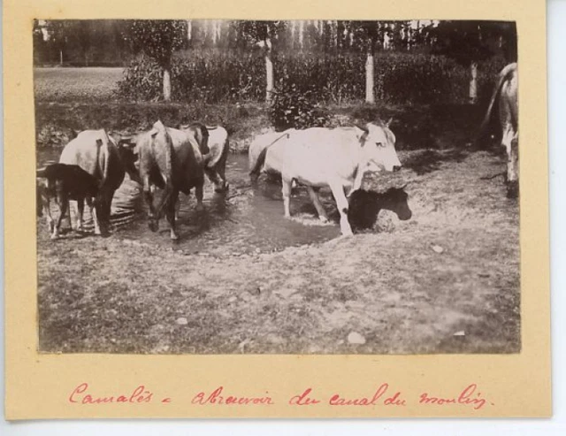 France, Camalès, Abreuvoir du canal du moulins  Vintage citrate print.  Tirage