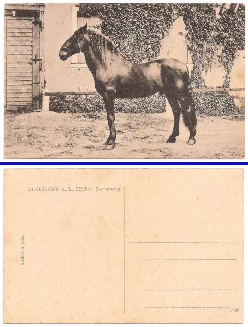 AK Ansichtskarte Tierpostkarte / Pferde Pferd Kladruber
