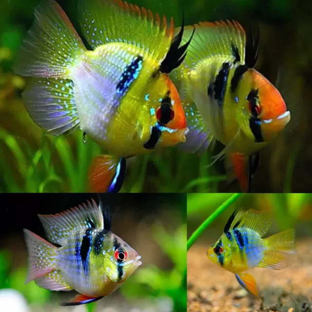 1 TRIO - Cichlid Rams Short Body -  German Angel  Blue Balloon Ram - RARE FISH