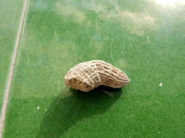 Fosiles Moluscos " Excepcional Coral Montlivaltia De Marruecos  -  11B22 "