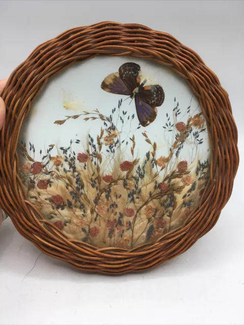 Vtg Folk Art Woven Pine Needle Glass Framed Real Butterfly 7”