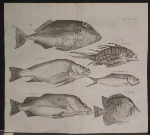 Stone Bream Sea Hogg  African Fishes 1732 Kip & Churchill Unusual Antique Plate