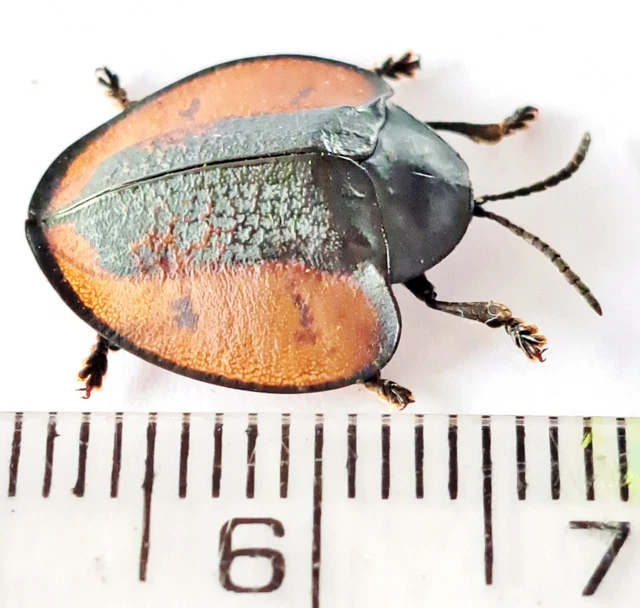 627 Chrysomelidae - Nuevo Cajamarca - Region San Martin