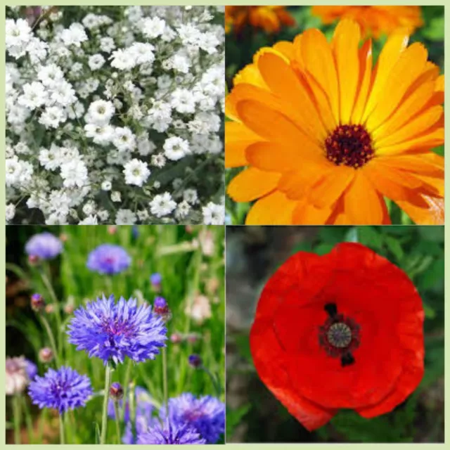 Sow and Grow Flower seed mix - Vibrant Hue - Sow Now - 5g