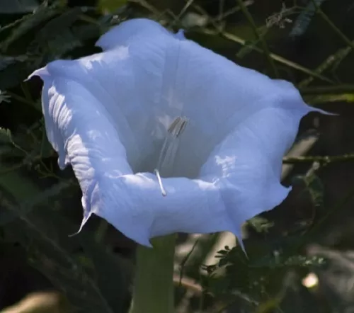 Nuevo 20 + Blue Angels Trompeta Datura Semillas de Flor Anual