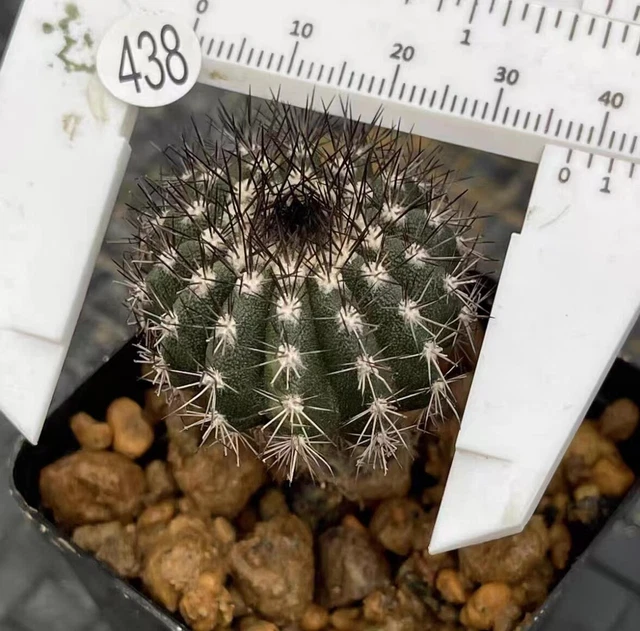 Boutique Cactus Succulent Live Plant Uebelmannia pectinifera WYSIWYG Own Root