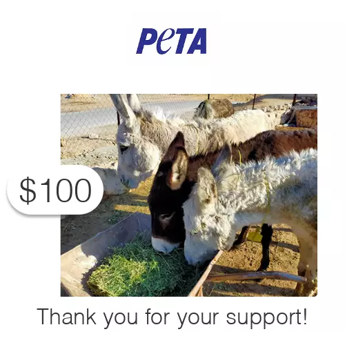 $100 Charitable Donation For: PETA's Vital Work to End Animal Suffering