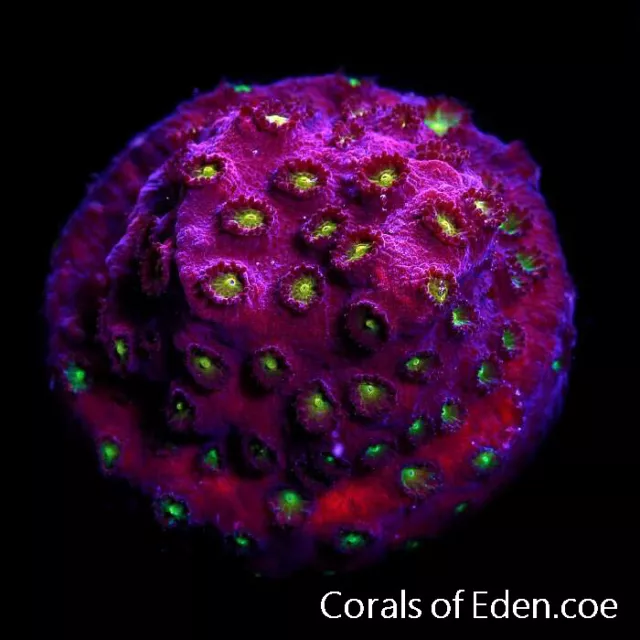 CORALS OF EDEN ~ Bling Bling Cyphastrea Coral Frag - Live Coral for Sale LPS SPS