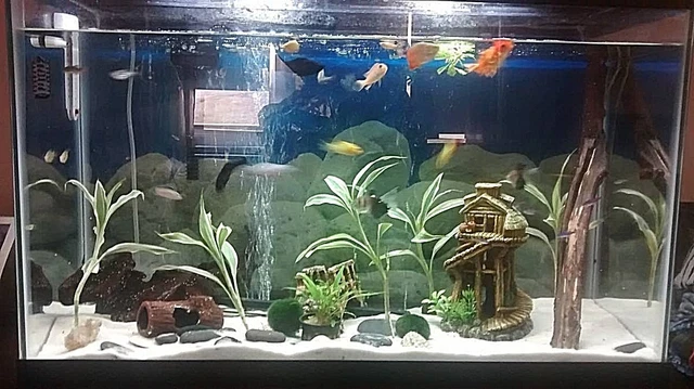 Super White Fish Tank Aquarium  Sand Cichlid / Crafts / Beta / Ant's   8 Lbs 3
