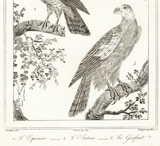 HAWK, ARTH and GERFAUT Engraving Birds circa 1800 Dequauveviller Vauthier