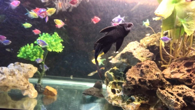 Live Common Plecostomus (Large 10" Tropical Aquarium Fish) *PLS READ DESCR* 2