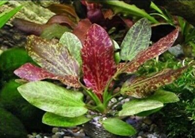 *BUY 2 GET 1 FREE* Red Flame Sword Echinodorus horemanii Live Aquarium Plants ✅