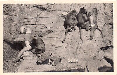 Carte postale ancienne PARIS parc zoologique Bois de Vincennes singes hamadryas