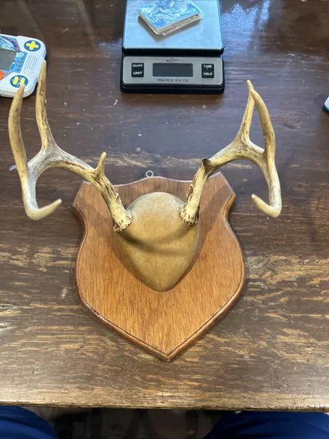 4 point deer antlers on plaque