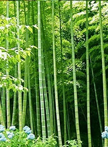 10 semi di BAMBU' ARUNDINACEA BAMBOO + OMAGGIO