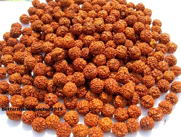 Rudraksha Rudraksh 5 Mukhi Loose 10mm Beads Wholesale Lot of 108 PIECES