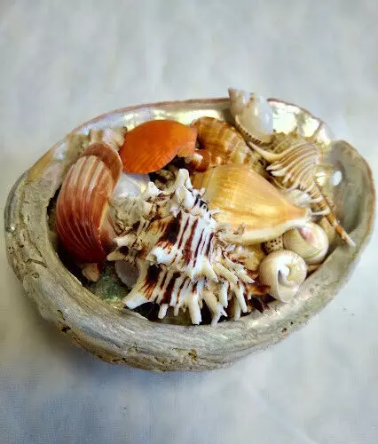 Vintage California Red Abalone Sea Shell Filled with a Variety of Sea Shells 2