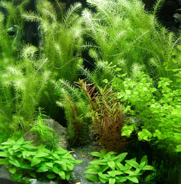 Antialgen Set, 5 Bund schnellwachsende Wasserpflanzen + Wasseraufbereiter, Algen