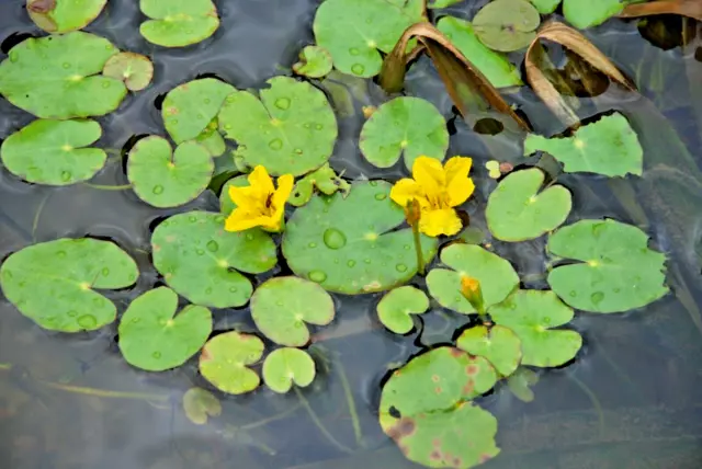 SEEKANNE 10 Jungpflanzen mit Wurzeln  winterfeste Wasserpflanzen Miniseerose