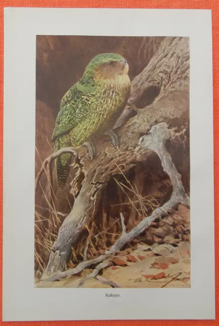 Eulenpapagei  Kakapo Strigops habroptilus Farbdruck 1911 Papagei Wilhelm Kuhnert