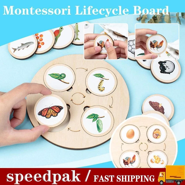 LIFE CYCLE BOARD Wooden Montessori Kit Biology Science Toys Education