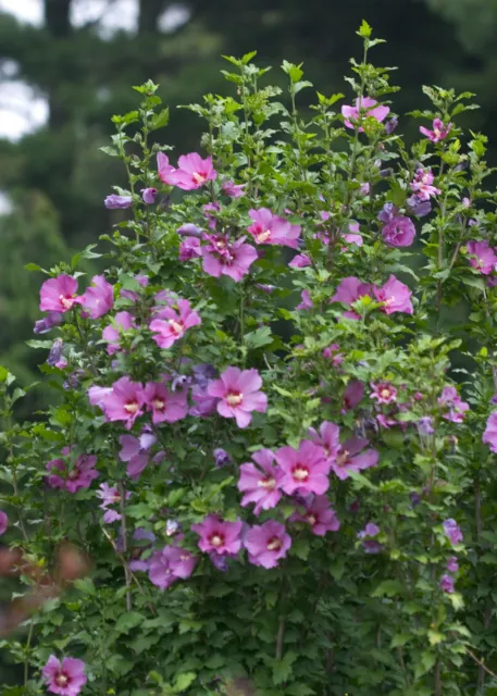 Hibiscus syriacus Violet Satin | Rose of Sharon | 10_seeds 2