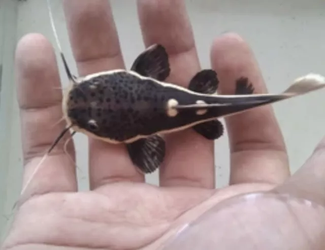 Live Redtail Catfish (3 inch fresh water Aquarium Fish)  Guaranteed Live
