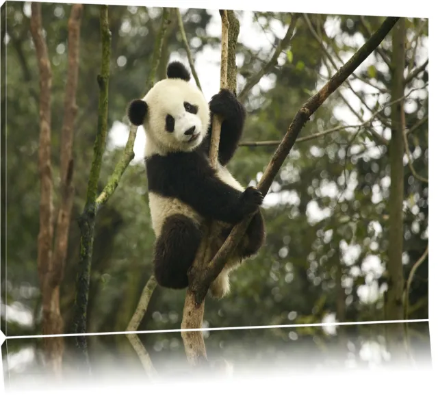 niedlicher Pandabär auf Baum Leinwandbild Wanddeko Kunstdruck