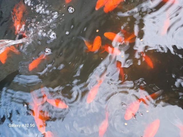 Lot of 3) Red Fantail Goldfish for fish tank, koi pond/aquarium, dark red 3-4"