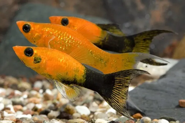 Molly Fish Gold dust lyretail (4x) - Live Aquarium Fish - USA Breeder / Seller