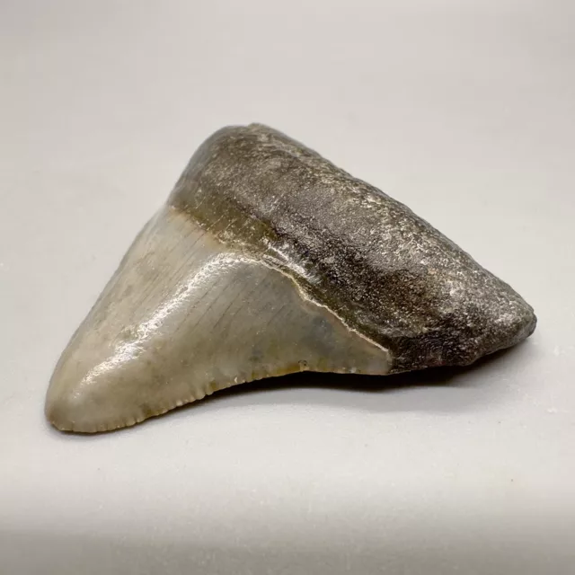 Colorful LARGE Posterior 2.02" Fossil MEGALODON Tooth - Venice, FL 3