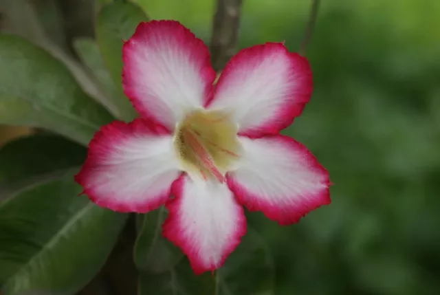 Adenium Obesum Noble Concubine - - Rosa Du Désert (1 Plante En vq7 H 5/10 CM)