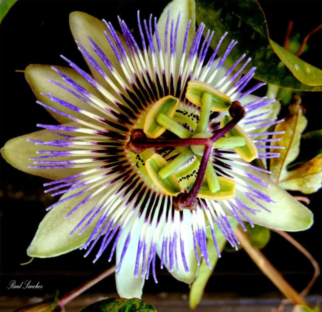 Passiflora Incarnata Passion Flower - Purple - Viable Seeds UK Stock