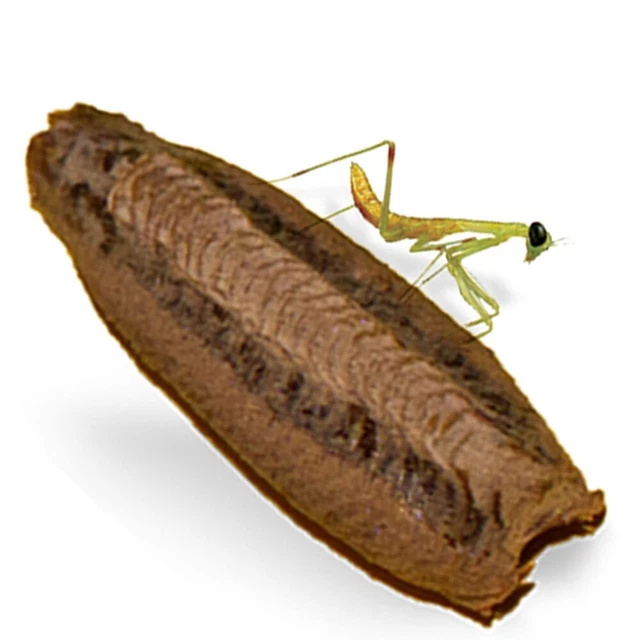 Praying Mantis Habitat Praying Mantis Ootheca Egg Case With