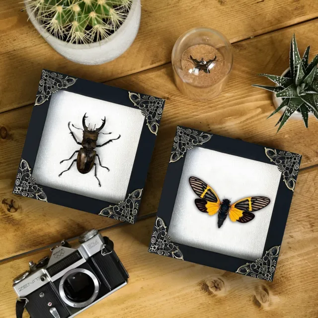 2 Real Framed Insects Taxidermy Moth Dried Butterflies Decor Bugs Oddities Art
