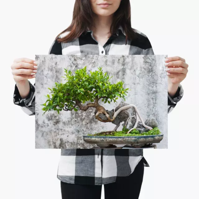 A3| Bonsai Tree Nature Plants Japanese Size A3 Poster Print Photo Art Gift #3710