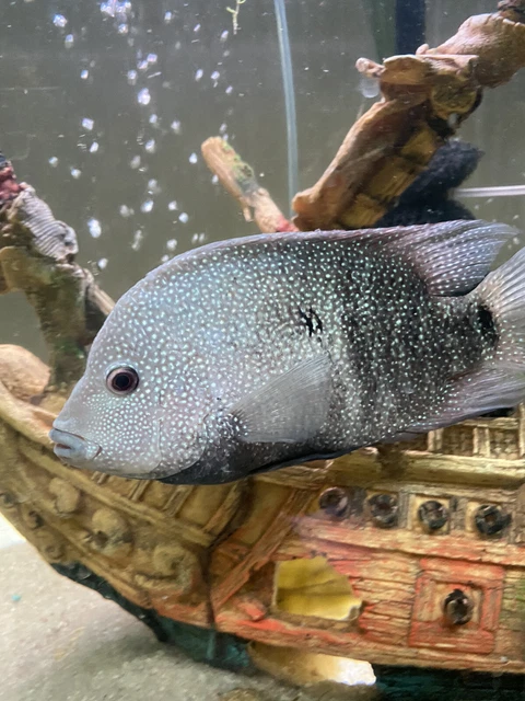 FLOWERHORN CICHLID 1” Bonsai Flowerhorn F Mixed With Regular Texas Cichlid M 11
